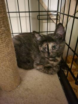 Rescue Domestic Short Hair Cats for Adoption in Lincoln Park, Michigan - Crinkle | PetCurious