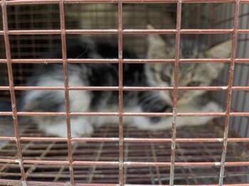 Rescue Domestic Short Hair Cats for Adoption in Houston, Texas - A639551 | PetCurious