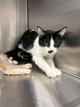 STASH -  Domestic Short Hair Cat for Adoption in Indianapolis, Indiana - STASH | PetCurious