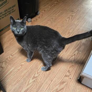 Domestic Short Hair Cats Available for Adoption in Klamath Falls, Oregon - Cleo | PetCurious