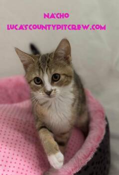 Nacho -  Tabby and Domestic Short Hair Cat for Adoption in Toledo, Ohio - Nacho | PetCurious