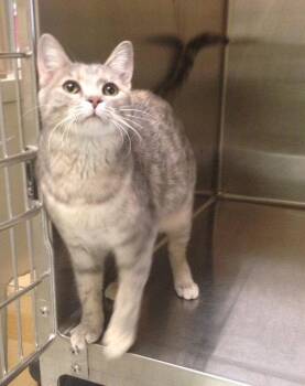 Dilute Calico and Domestic Short Hair Cats Available for Adoption in Georgetown, Kentucky - Ginger- Must Apply In Person ! | PetCurious