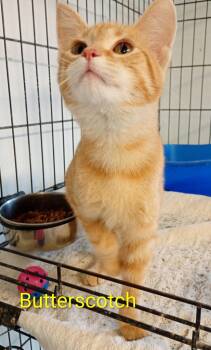 Butterscotch -  Domestic Short Hair Cat for Adoption in Saint James, Minnesota - Butterscotch | PetCurious