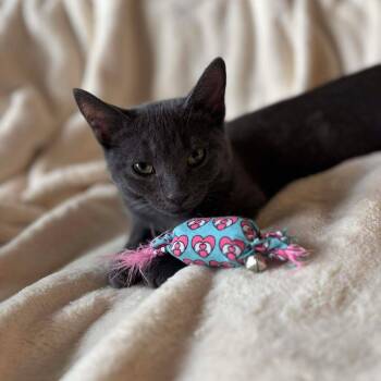 Baby Wasabi -  Domestic Short Hair Cat for Adoption in Plainfield, Illinois - Baby Wasabi | PetCurious