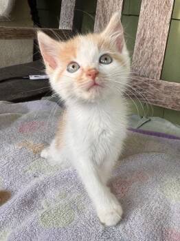 Flounder -  Domestic Short Hair Cat for Adoption in Cleveland, Ohio - Flounder | PetCurious