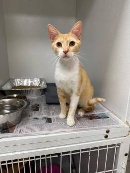 Domestic Short Hair Cats Available for Adoption in Sorrento, Louisiana - Lady Quesadilla | PetCurious