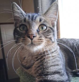 Rescue Tabby Cats for Adoption - COOKIE | PetCurious