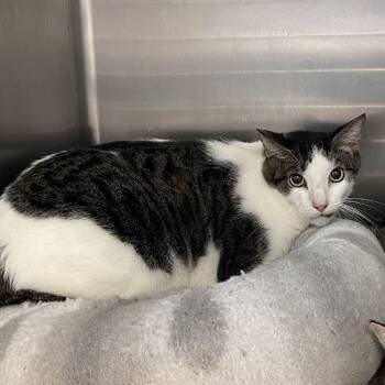 Fraser -  Domestic Short Hair Cat for Adoption in Port Charlotte, Florida - Fraser | PetCurious
