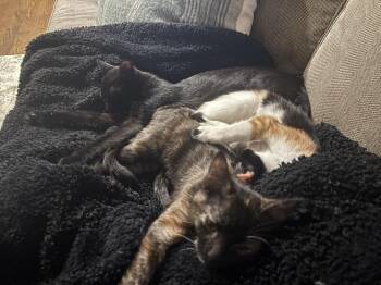 Domestic Short Hair Cats Available for Adoption - Baker (Bonded To Butcher) | PetCurious