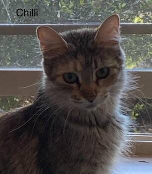 Chilli -  Dilute Calico and Domestic Short Hair Cat for Adoption in St. George, Utah - Chilli | PetCurious