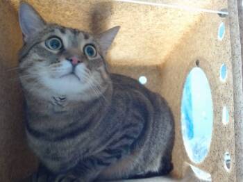 Rescue Domestic Short Hair Cats for Adoption in Albuquerque, New Mexico - NIKO | PetCurious