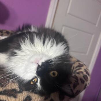 Domestic Long Hair Cats Available for Adoption - Ruvela | PetCurious