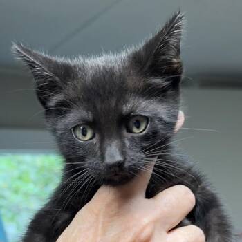Domestic Short Hair Cats Available for Adoption in Bulverde, Texas - Panther | PetCurious