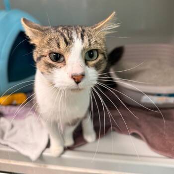 Nanami -  Domestic Medium Hair Cat for Adoption in Saint Charles, Missouri - Nanami | PetCurious