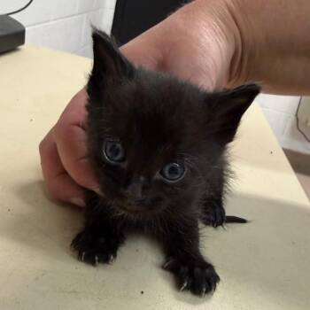 Domestic Short Hair and Siamese Cats Available for Adoption in Ardmore, Oklahoma - Titus | PetCurious