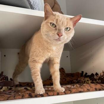 Astra -  Domestic Short Hair Cat for Adoption in Roanoke, Virginia - Astra | PetCurious