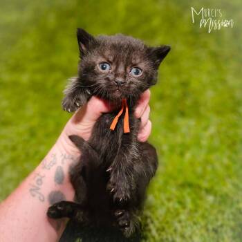 Charcoal -  Domestic Short Hair Cat for Adoption in Spokane, Washington - Charcoal | PetCurious