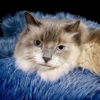 Lunar -  Siamese and Domestic Short Hair Cat for Adoption in Camano, Washington - Lunar | PetCurious