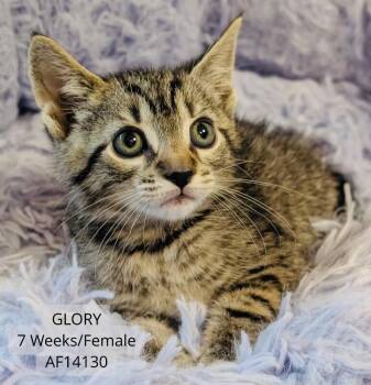Domestic Short Hair Cats Available for Adoption - Glory | PetCurious