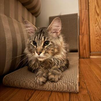 Slinky -  Maine Coon and Domestic Short Hair Cat for Adoption in Chicago, Illinois - Slinky | PetCurious