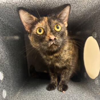 Valkyrie -  Domestic Short Hair Cat for Adoption in Greenville, South Carolina - Valkyrie | PetCurious