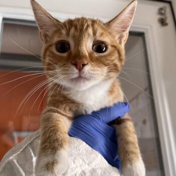 Stone -  Domestic Short Hair Cat for Adoption in Kanab, Utah - Stone | PetCurious