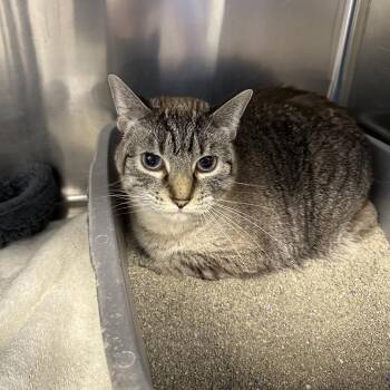 Domestic Short Hair Cats Available for Adoption - Millie | PetCurious