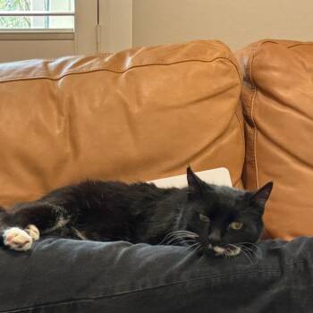 Domestic Short Hair Cats Available for Adoption in Salt Lake City, Utah - Bowie | PetCurious