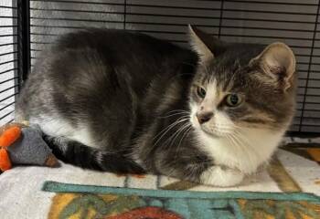 Rescue Domestic Short Hair Cats for Adoption in Allegan, Michigan - Snow White | PetCurious