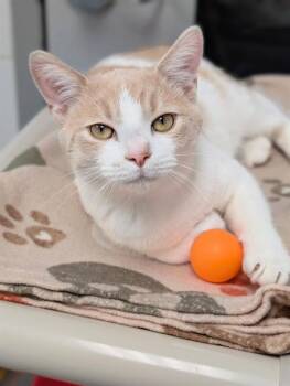 Domestic Short Hair Cats Available for Adoption in Canfield, Ohio - TOMMY | PetCurious