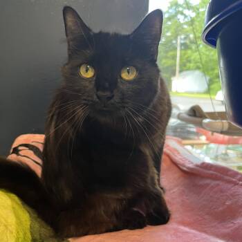 Espresso -  Domestic Short Hair Cat for Adoption in North Haven, Connecticut - Espresso | PetCurious