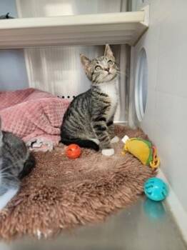 Pudding -  Domestic Short Hair Cat for Adoption in Fergus Falls, Minnesota - Pudding | PetCurious