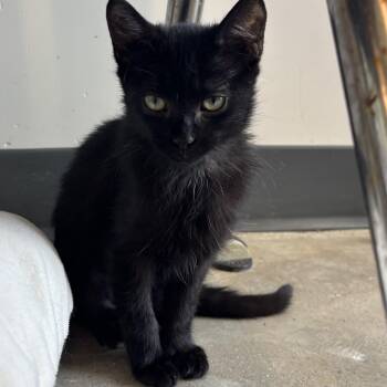 Tow Mater -  Domestic Short Hair Cat for Adoption in Evanston, Illinois - Tow Mater | PetCurious