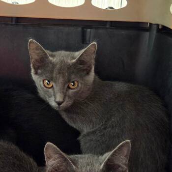 Nilly -  Domestic Short Hair Cat for Adoption in Chattanooga, Tennessee - Nilly | PetCurious