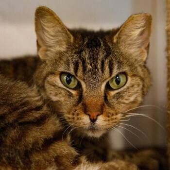 Sussie -  Domestic Short Hair Cat for Adoption in Clearwater, Florida - Sussie | PetCurious