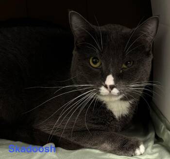 Skadoosh -  Domestic Short Hair Cat for Adoption in Las Vegas, Nevada - Skadoosh | PetCurious