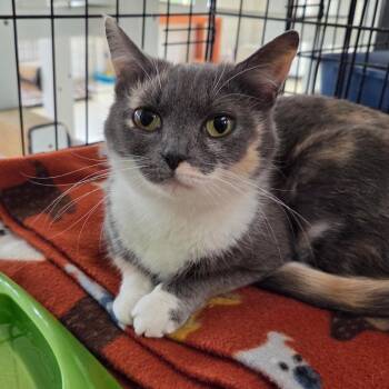 Domestic Short Hair Cats Available for Adoption in Riverwoods, Illinois - Juniper | PetCurious