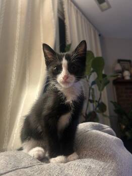 Mort -  Domestic Short Hair Cat for Adoption in Raleigh, North Carolina - Mort | PetCurious