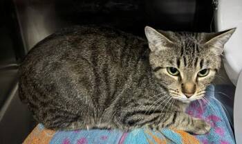 Domestic Short Hair Cats Available for Adoption in Allegan, Michigan - Pappardelle(Working Cat) | PetCurious