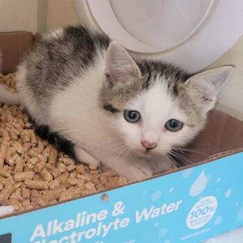 Chill Out Bro -  Domestic Short Hair Cat for Adoption in Westminster, California - Chill Out Bro | PetCurious