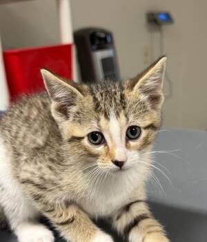 Melvin -  Domestic Short Hair Cat for Adoption in Yankton, South Dakota - Melvin | PetCurious