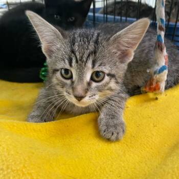 Rescue Siamese Cats for Adoption in Riverwoods, Illinois - Candy | PetCurious