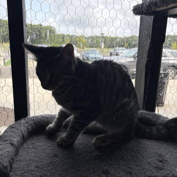 Fluffernutter -  Tabby Cat for Adoption in Absecon, New Jersey - Fluffernutter | PetCurious