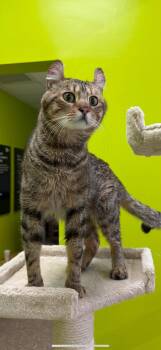 Rescue American Curl Cats for Adoption - Curly Fry | PetCurious