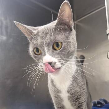 Meleys -  Domestic Short Hair Cat for Adoption in Newark, New Jersey - Meleys | PetCurious