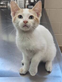 Algebra -  Domestic Short Hair Cat for Adoption in Grand Forks, North Dakota - Algebra | PetCurious