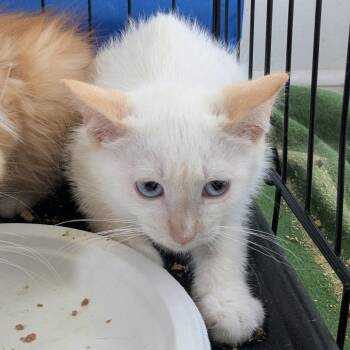 Ringo C12322 -  Siamese Cat for Adoption - Ringo C12322 | PetCurious