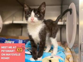 SHANNON -  Domestic Short Hair Cat for Adoption in Fort Wayne, Indiana - SHANNON | PetCurious