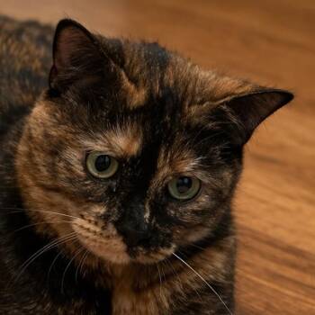 Domestic Medium Hair Cats Available for Adoption - Mayo | PetCurious