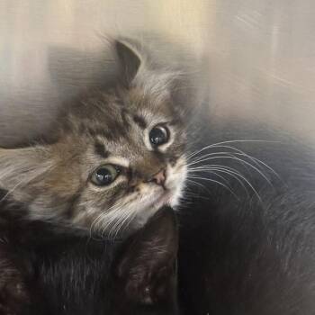 Ephraim -  Domestic Short Hair Cat for Adoption in Walnut Creek, California - Ephraim | PetCurious